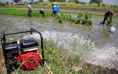 Ketahanan Tanaman Padi terhadap Kekeringan dan Perubahan Iklim