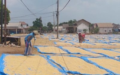 Pengaruh Proses Pengeringan terhadap Kualitas Beras Setelah Panen