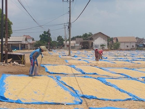 Pengaruh Proses Pengeringan terhadap Kualitas Beras Setelah Panen