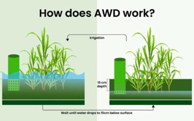 Pengelolaan Air Sawah dengan Metode Alternate Wetting and Drying