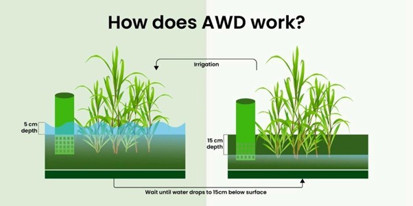 Pengelolaan Air Sawah dengan Metode Alternate Wetting and Drying