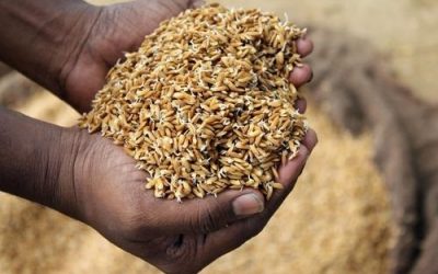 Manfaat Beras Berkecambah sebagai Pangan Fungsional