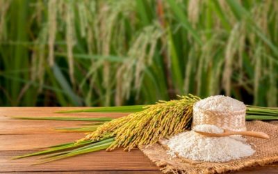 Biofortifikasi Seng pada Beras untuk Meningkatkan Nilai Gizi