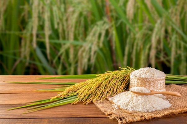 Biofortifikasi Seng pada Beras untuk Meningkatkan Nilai Gizi