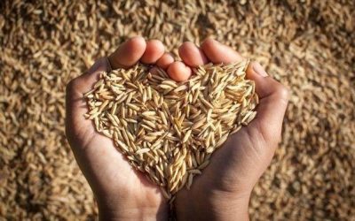 Mengapa Mutu Beras Dipengaruhi oleh Kadar Air Gabah?