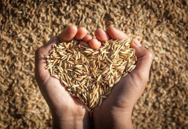Mengapa Mutu Beras Dipengaruhi oleh Kadar Air Gabah?