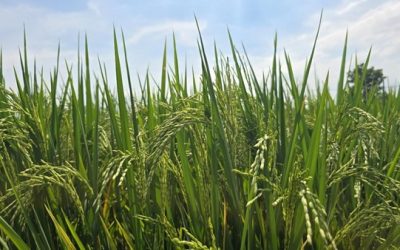 Efisiensi Nitrogen untuk Meningkatkan Produktivitas Tanaman Padi