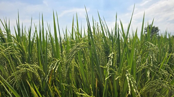 Efisiensi Nitrogen untuk Meningkatkan Produktivitas Tanaman Padi